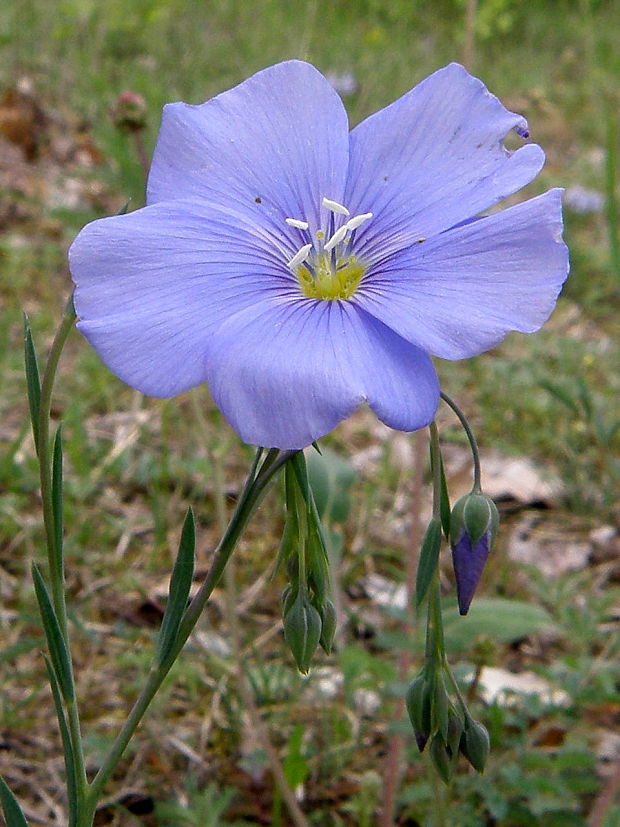 ľan rakúsky Linum austriacum L.