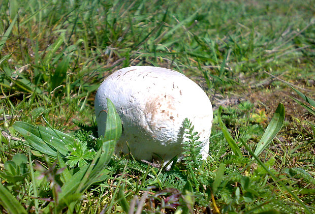 rozpadavec dlabaný Lycoperdon utriforme Bull.