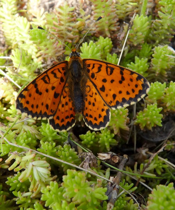 hnedáčik pyštekový Melitaea didyma