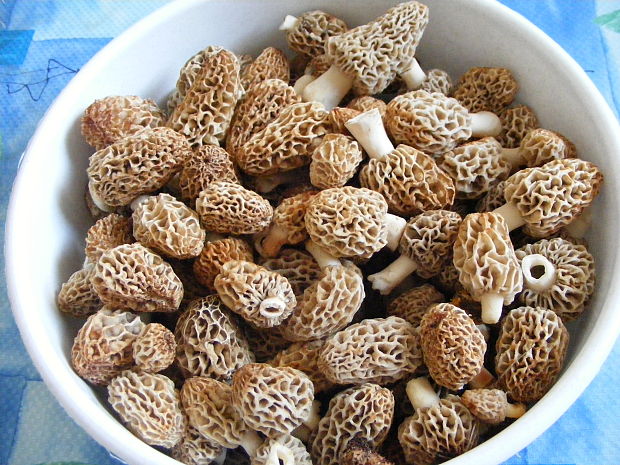 smrčok jedlý Morchella esculenta (L.) Pers.