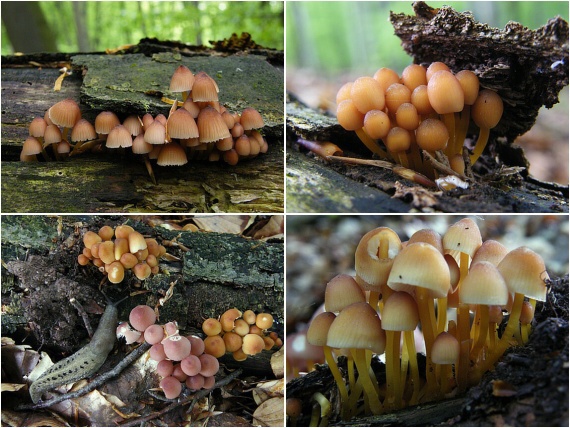 prilbička žltohlúbiková Mycena renati Quél.