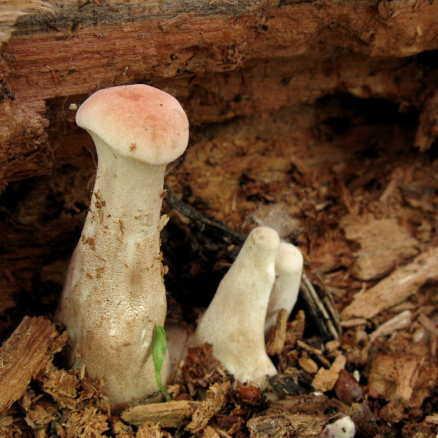 húževnatec pohárovitý Neolentinus schaefferi Redhead & Ginns