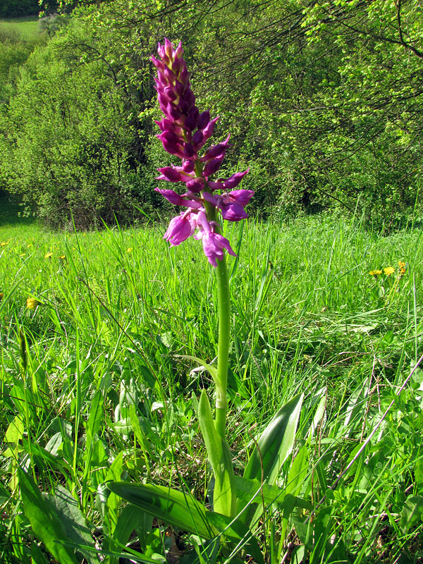 vstavač mužský poznačený Orchis mascula subsp. signifera (Vest) Soó