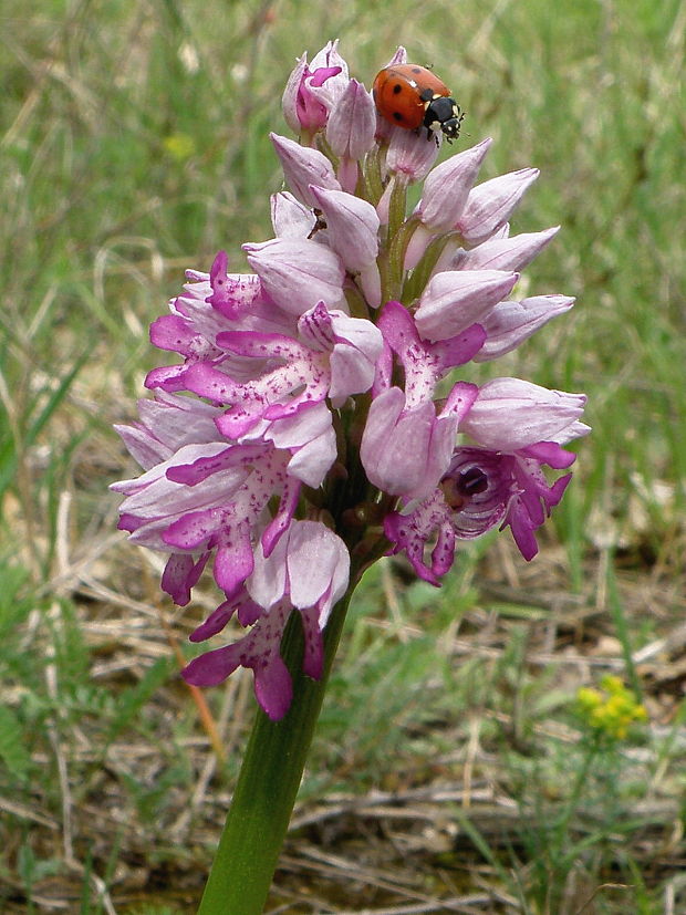 vstavač vojenský Orchis militaris L.