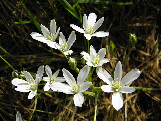 bledavka okolíkatá Ornithogalum umbellatum L