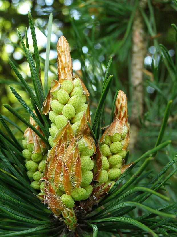 borovica lesná Pinus sylvestris L Turra