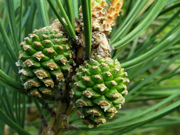 borovica lesná Pinus sylvestris L Turra