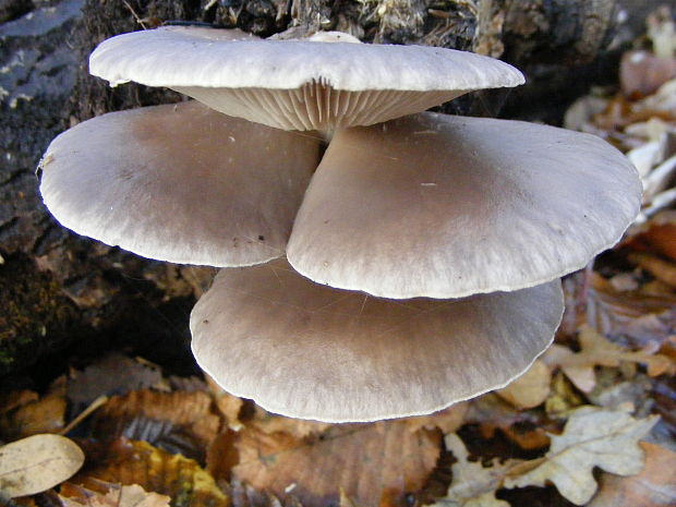 hliva ustricovitá Pleurotus ostreatus (Jacq.) P. Kumm.