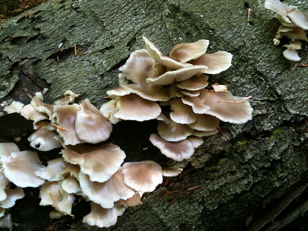 hliva buková? Pleurotus pulmonarius?