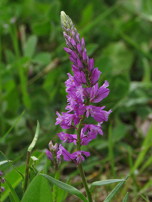 horčinka obyčajná Polygala vulgaris L.