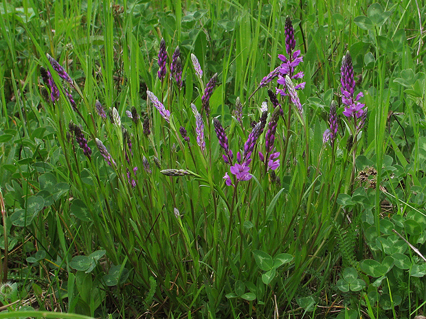 horčinka obyčajná Polygala vulgaris L.