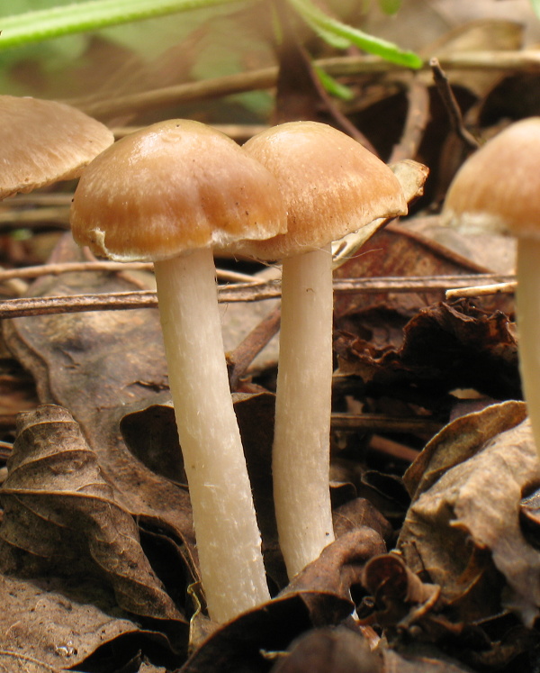 drobuľka ? Psathyrella sp.