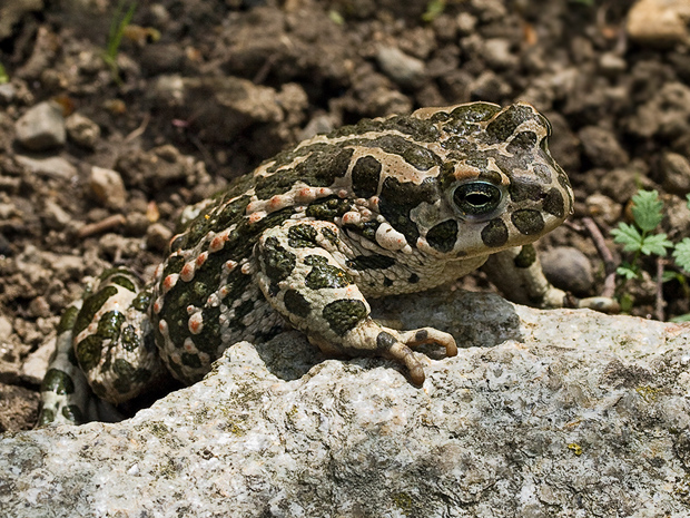 ropucha zelená Pseudepidalea viridis