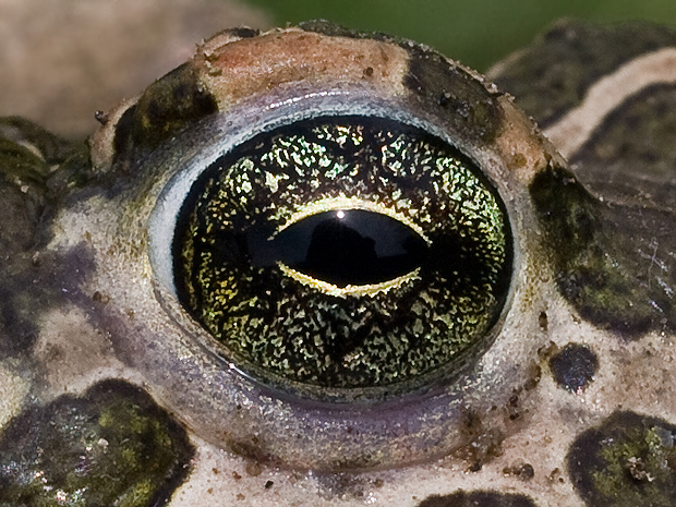 ropucha zelená  Pseudepidalea viridis