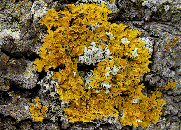 diskovník múrový + fyscia Xanthoria parietina + Physcia sp.