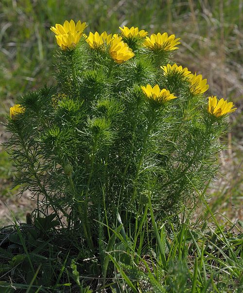 hlaváčik jarný Adonis vernalis L.