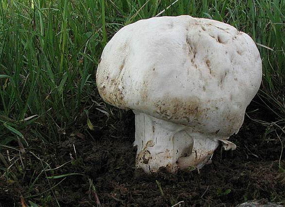 pečiarka Agaricus sp.