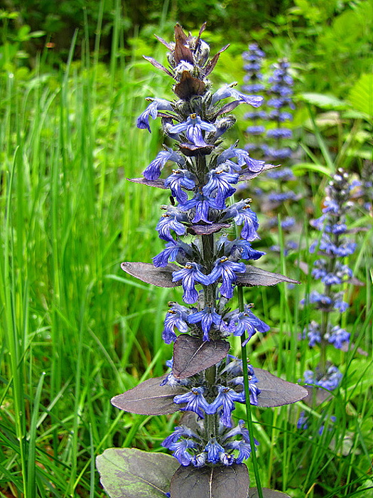 zbehovec plazivý Ajuga reptans L.