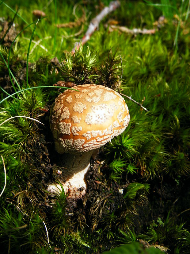 muchotrávka Amanita sp.