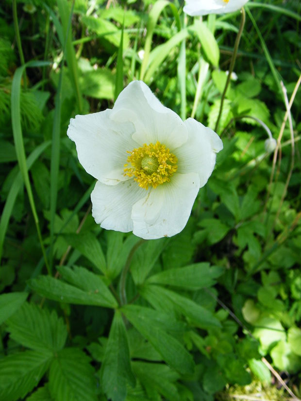 veternica hájna Anemone nemorosa L.