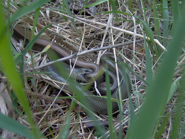 slepuch lamavý Anguis fragilis