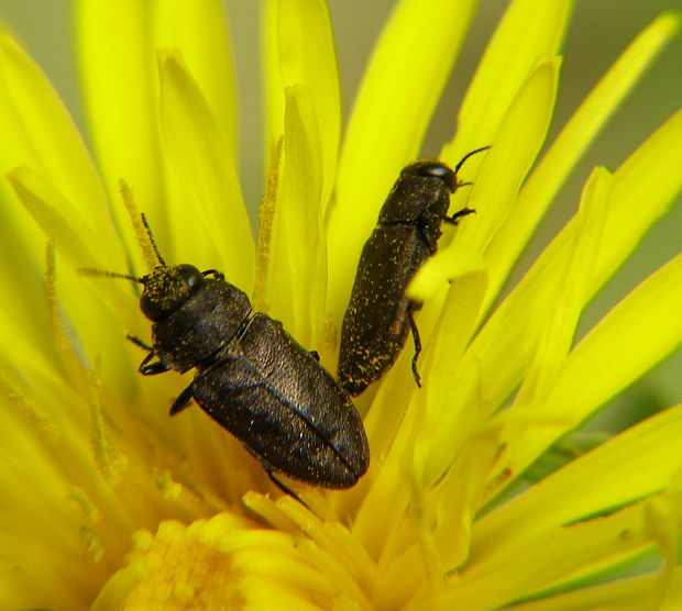 krasoň Anthaxia cf. helvetica(Buprestidae)