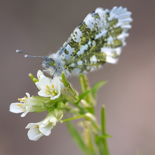 mlynárik žeruchový Anthocharis cardamines