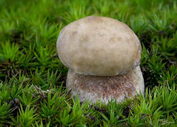 hríb dubový Boletus reticulatus Schaeff.