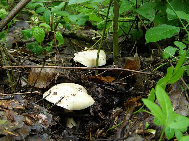 čírovnica májová Calocybe gambosa (Fr.) Donk