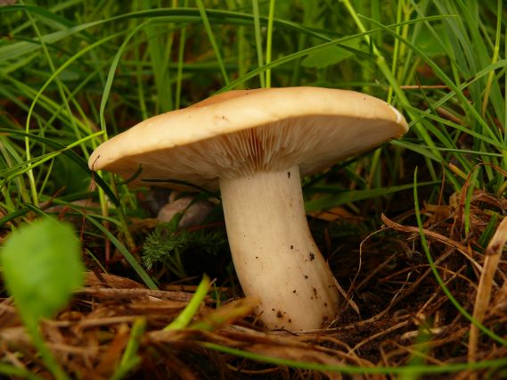 čírovnica májová Calocybe gambosa (Fr.) Donk