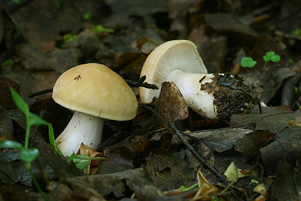 čírovnica májová Calocybe gambosa (Fr.) Donk