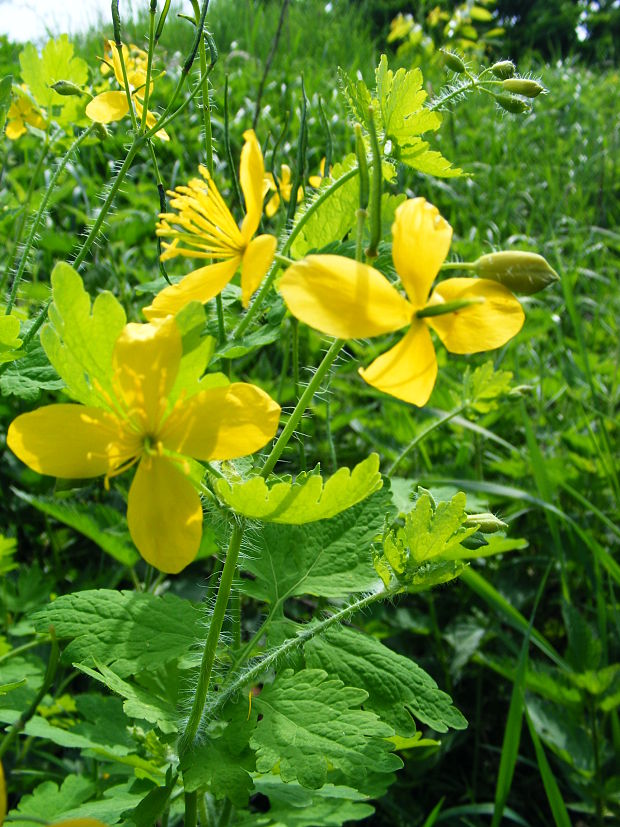 lastovičník väčší Chelidonium majus L.