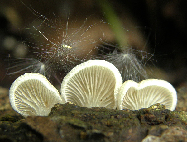 trepkovitka tečkovaná Crepidotus subverrucisporus Pilát