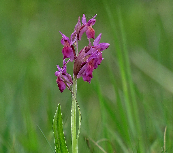 vstavačovec bazový-prstnatec bezový Dactylorhiza sambucina (L.) Soó