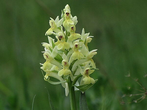 vstavačovec bazový-prstnatec bezový Dactylorhiza sambucina (L.) Soó