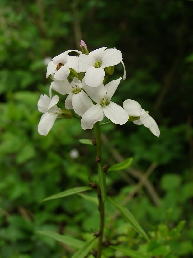 zubačka cibuľkonosná Dentaria bulbifera L.