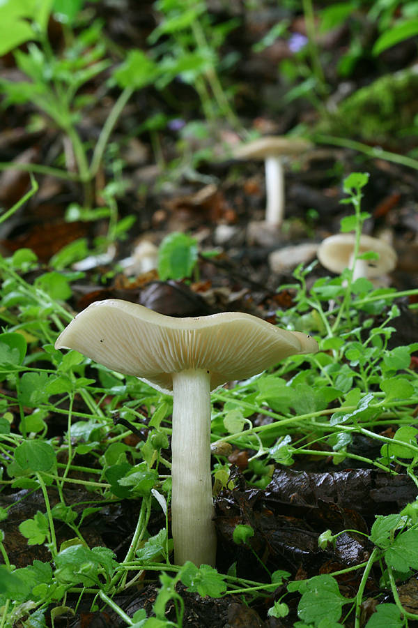 hodvábnica jarná Entoloma clypeatum (L.) P. Kumm.