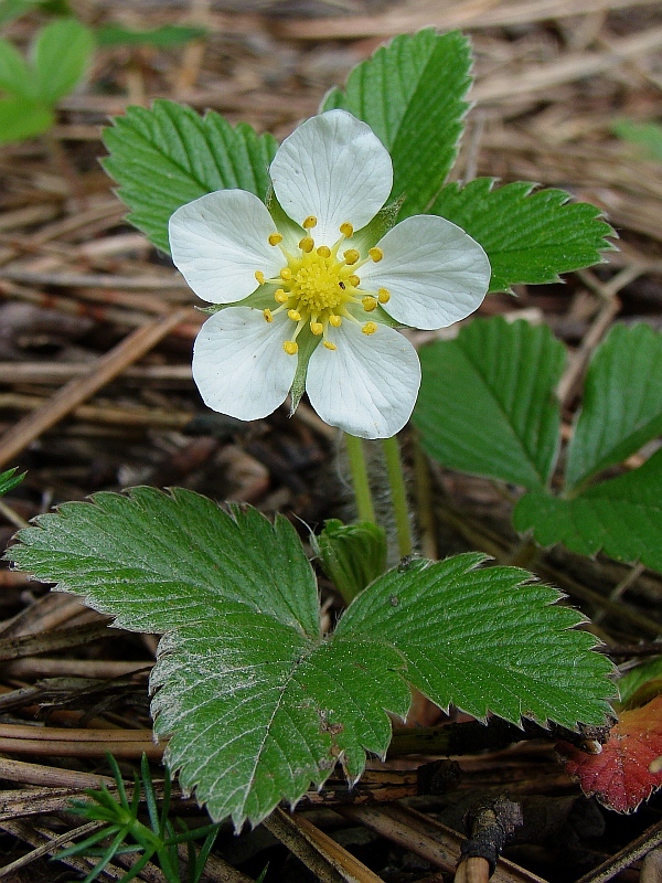 jahoda obyčajná Fragaria vesca L.