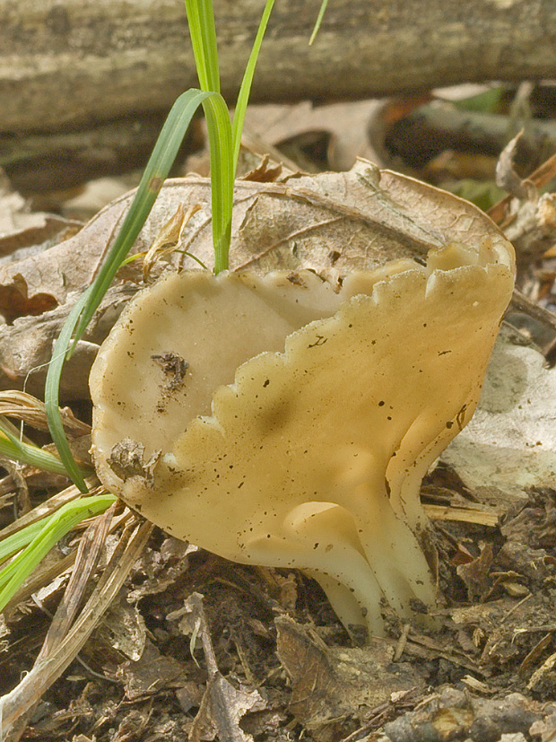 chriapač kalíškovitý Helvella acetabulum (L.) Quél.