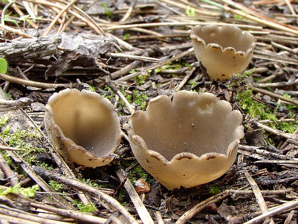 chriapač sosnový Helvella leucomelaena (Pers.) Nannf.