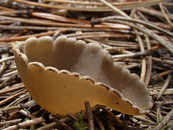 chriapač sosnový Helvella leucomelaena (Pers.) Nannf.