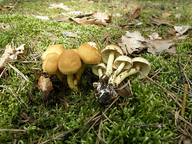 strapcovka zväzkovitá Hypholoma fasciculare (Huds.) P. Kumm.