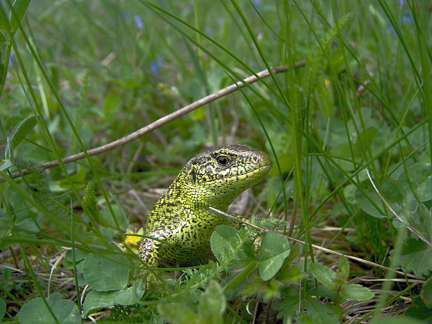 jašterica krátkohlavá Lacerta agilis