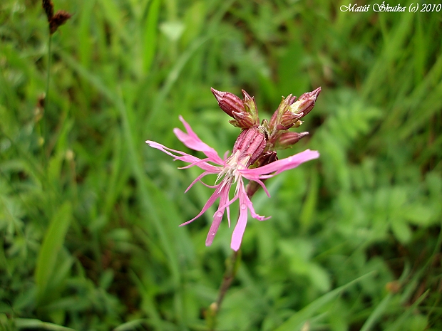 kukučka lúčna Lychnis flos-cuculi L.