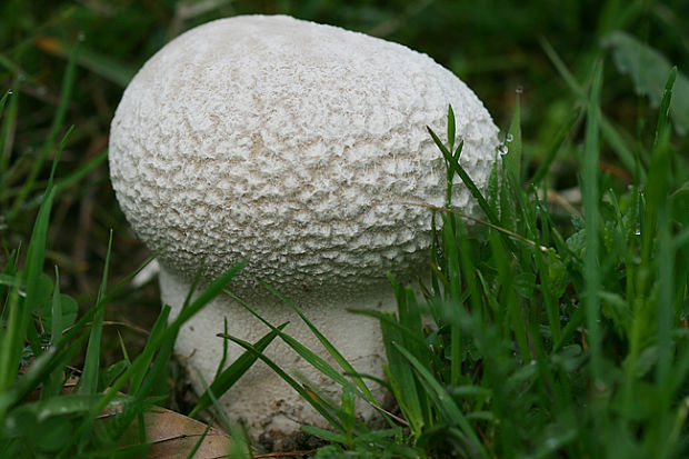 rozpadavec dlabaný Lycoperdon utriforme Bull.