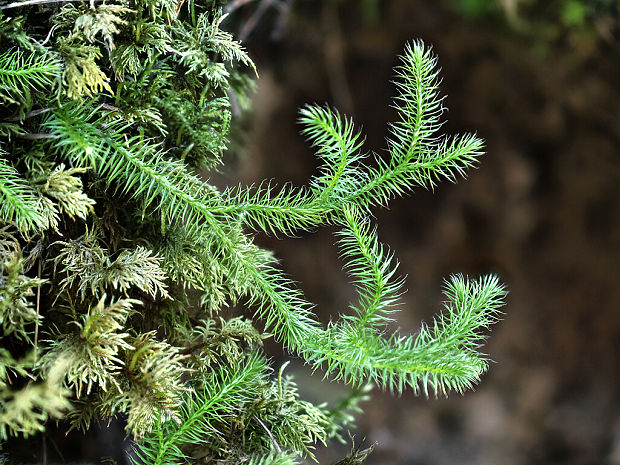 plavúň obyčajný Lycopodium clavatum L.