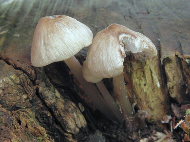 prilbička Mycena sp.