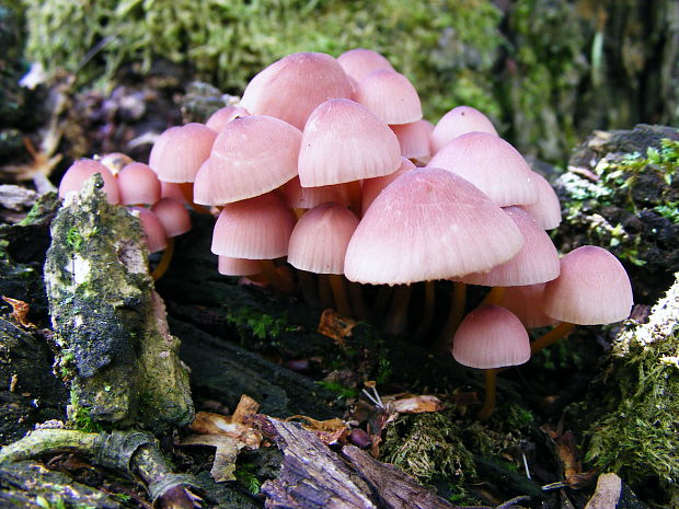 prilbička Mycena sp.