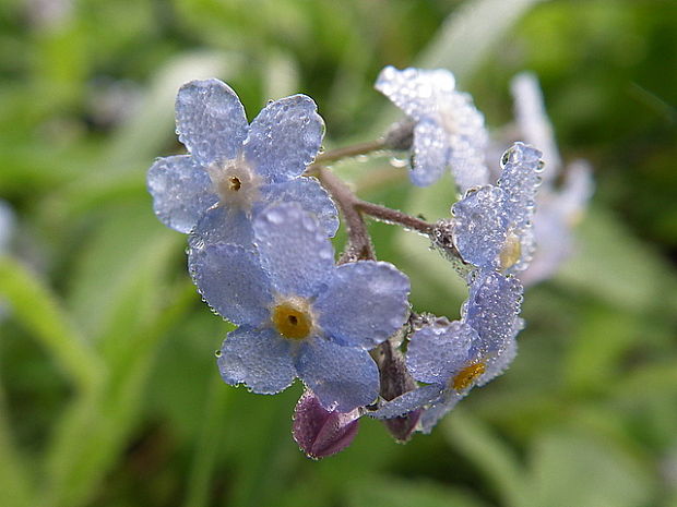 nezábudka Myosotis sp.