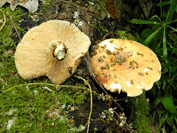 húževnatec pohárovitý Neolentinus schaefferi Redhead & Ginns